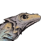 kroco poco